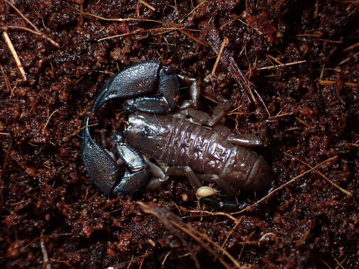 2026年最新】スコーピオン(Scorpion)の商品が勢揃い！- Yahoo!オークション