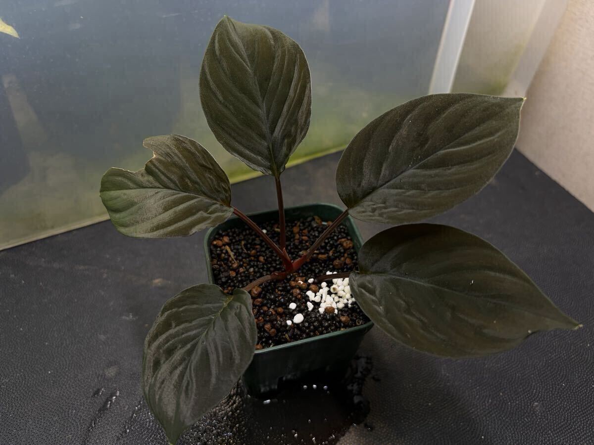 Yahoo!オークション -「ホマロメナ homalomena」(その他) (観葉植物)の