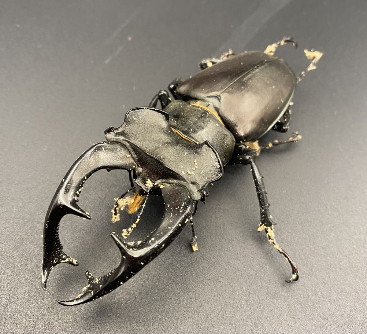 Yahoo!オークション -「ミヤマクワガタ標本」(外国産) (成虫)の落札