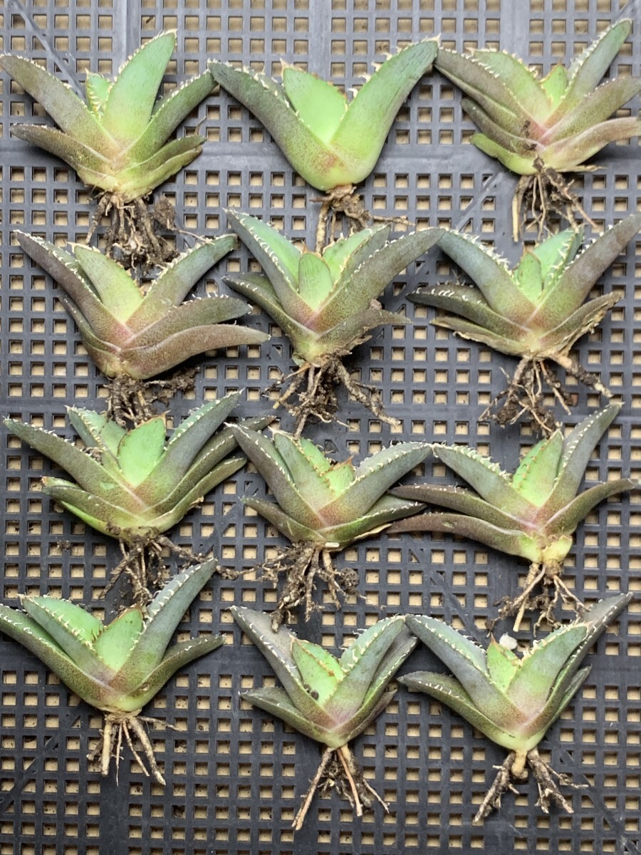Yahoo!オークション -「アガベ チタノタ 麻花龍」(アガベ) (観葉植物
