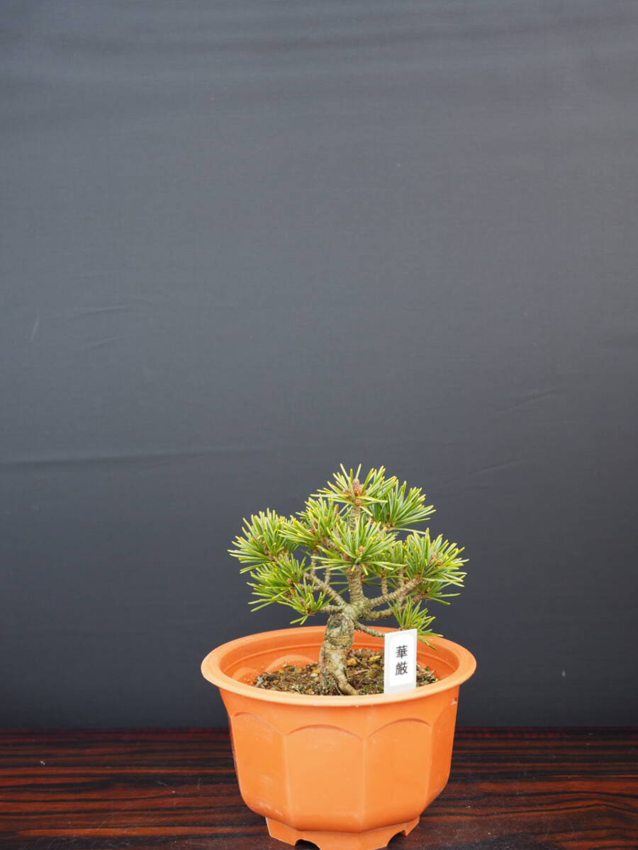 2026年最新】五葉松の盆栽で風情を楽しむ商品一覧 - Yahoo!オークション