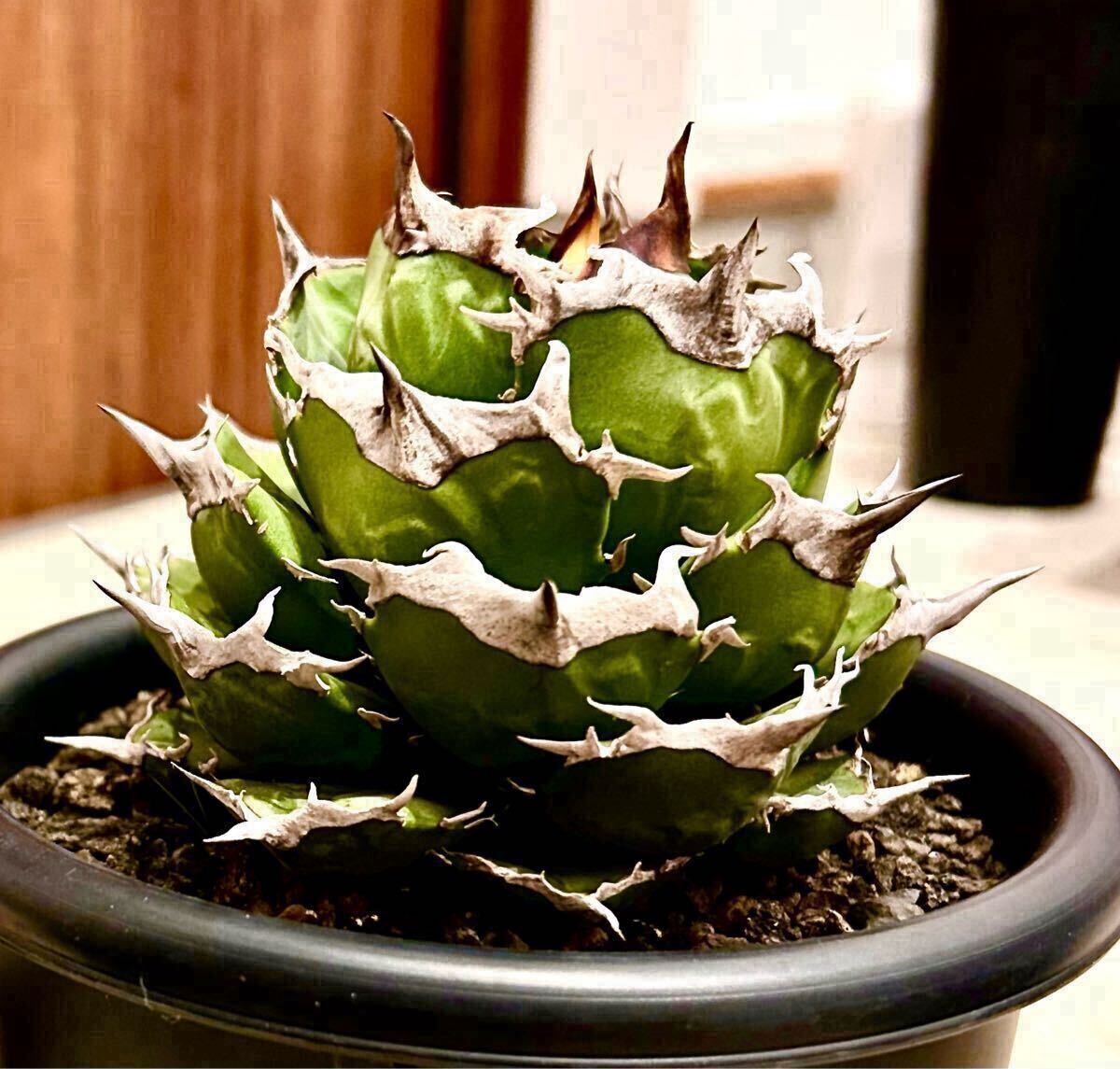 2026年最新】Yahoo!オークション -アガベ 悪魔くん(観葉植物)の中古品