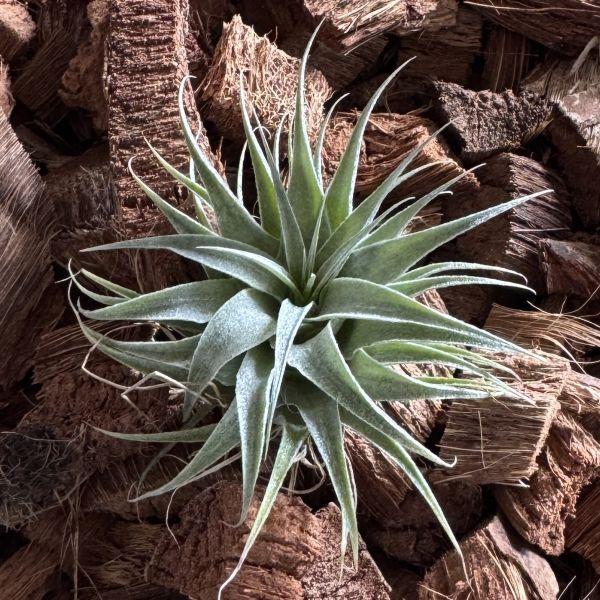 Yahoo!オークション -「ロゼイフローラ」の落札相場・落札価格