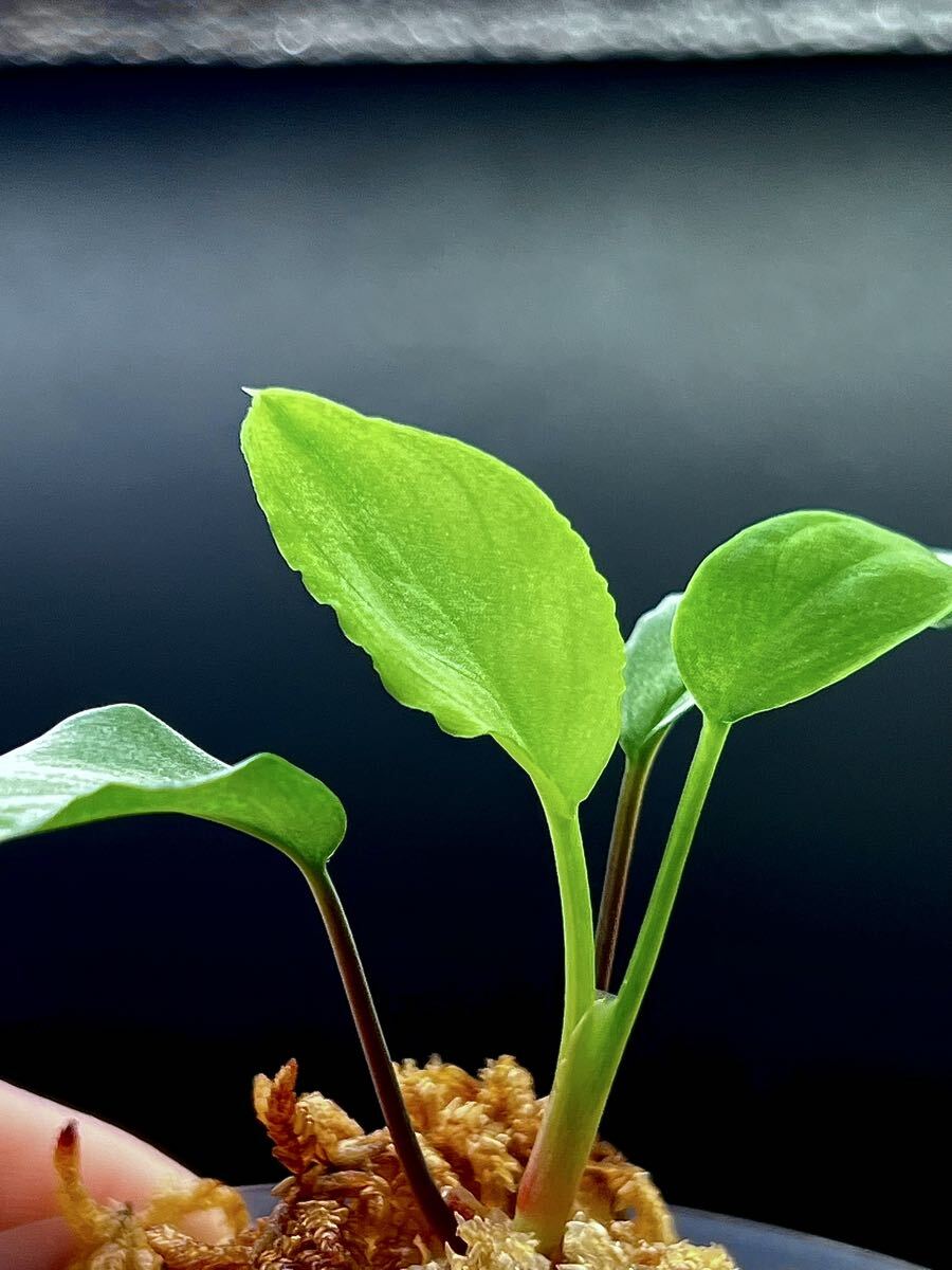 Yahoo!オークション -「ホマロメナ homalomena sp.」の落札相場・落札価格