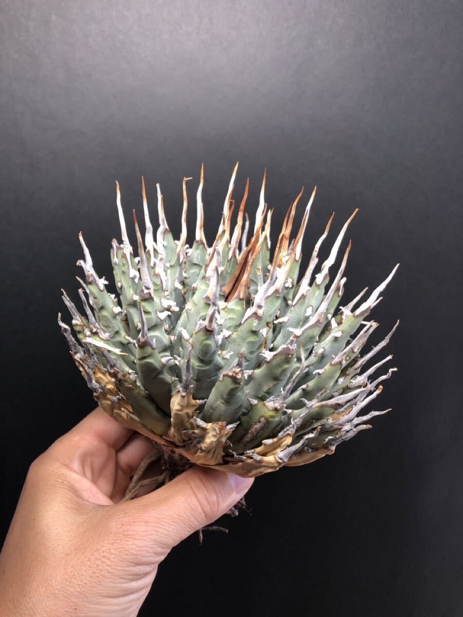 Yahoo!オークション -「アガベ ユタエンシス エボリスピナ」(観葉植物