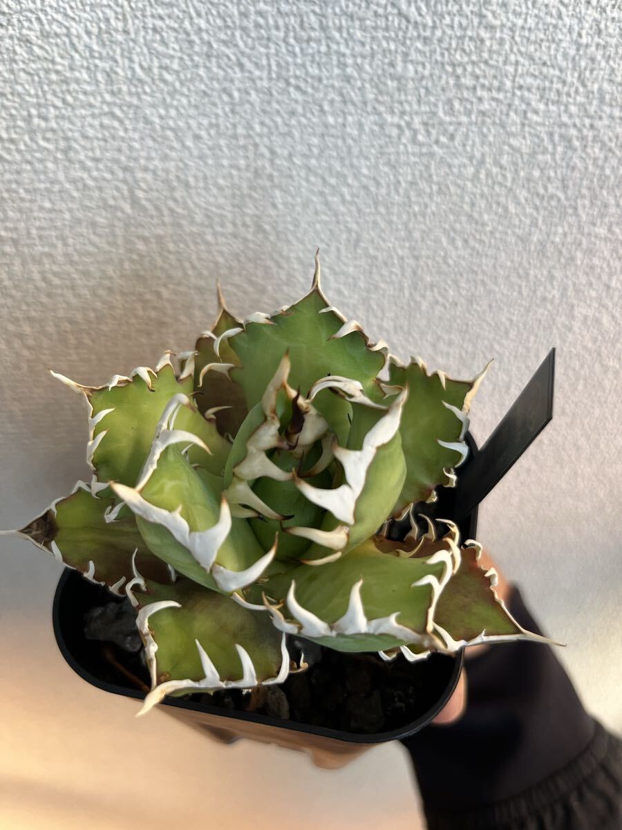 2026年最新】Yahoo!オークション -チタノタ アガベの中古品・新品・未