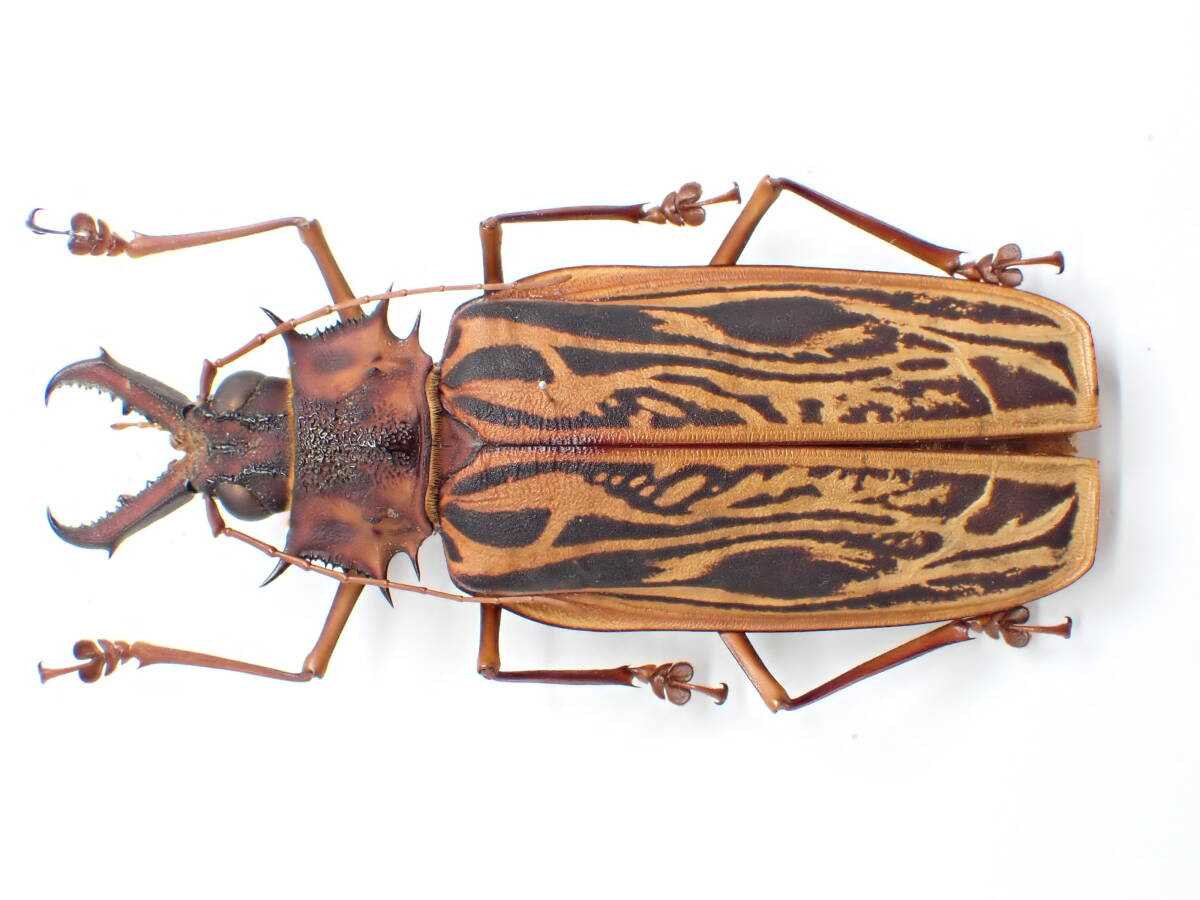 Yahoo!オークション -「オオキバウスバカミキリ」(虫類) の落札相場