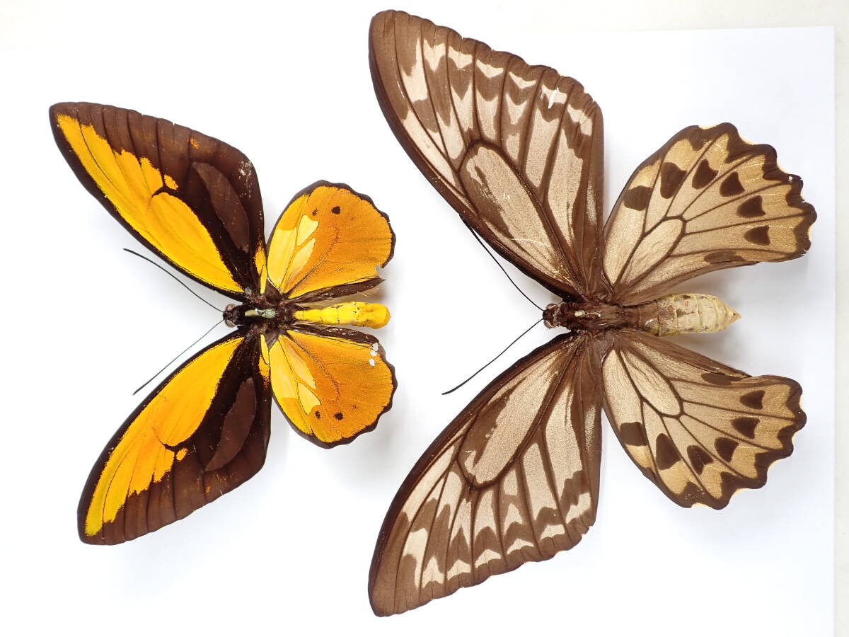 Yahoo!オークション -「メガネトリバネアゲハ」の落札相場・落札価格