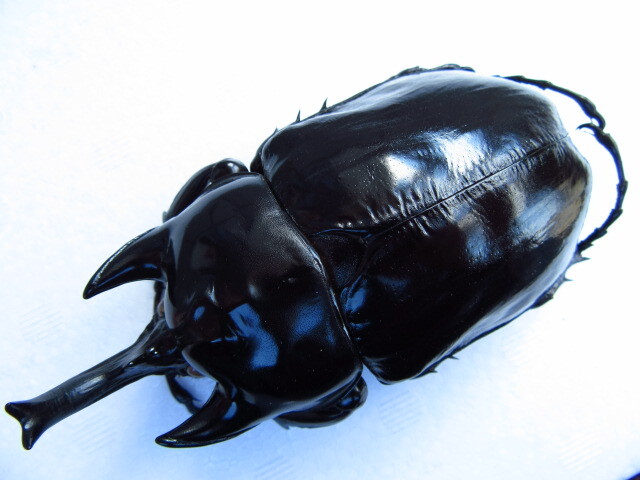 Yahoo!オークション -「ラミレスゾウカブト」(その他) (虫類)の落札
