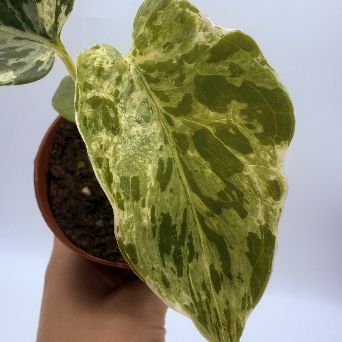 Yahoo!オークション -「モンステラ バルバソー」の落札相場・落札価格