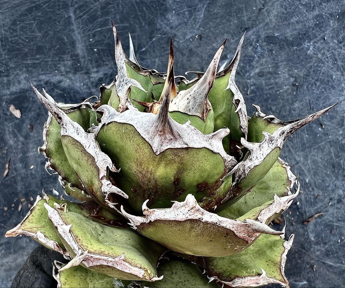 2026年最新】Yahoo!オークション -オアハカ 子株の中古品・新品・未