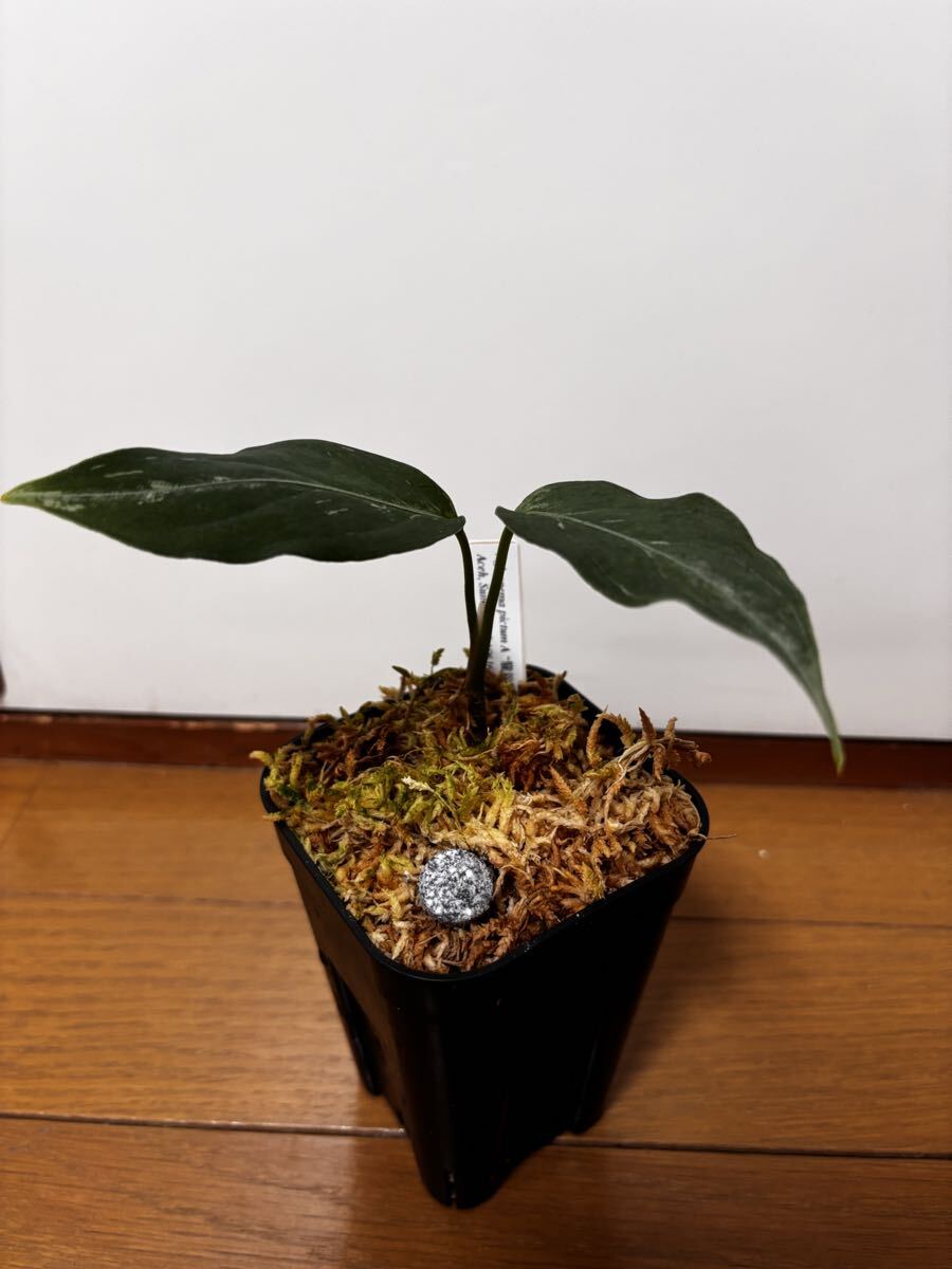 Yahoo!オークション -「アグラオネマ la」の落札相場・落札価格