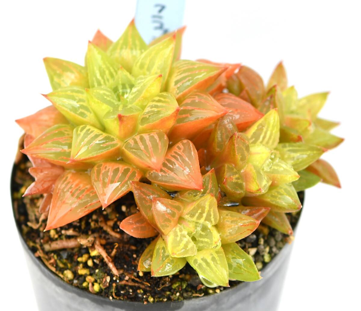 Yahoo!オークション -「ハオルチア エメラルド」の落札相場・落札価格