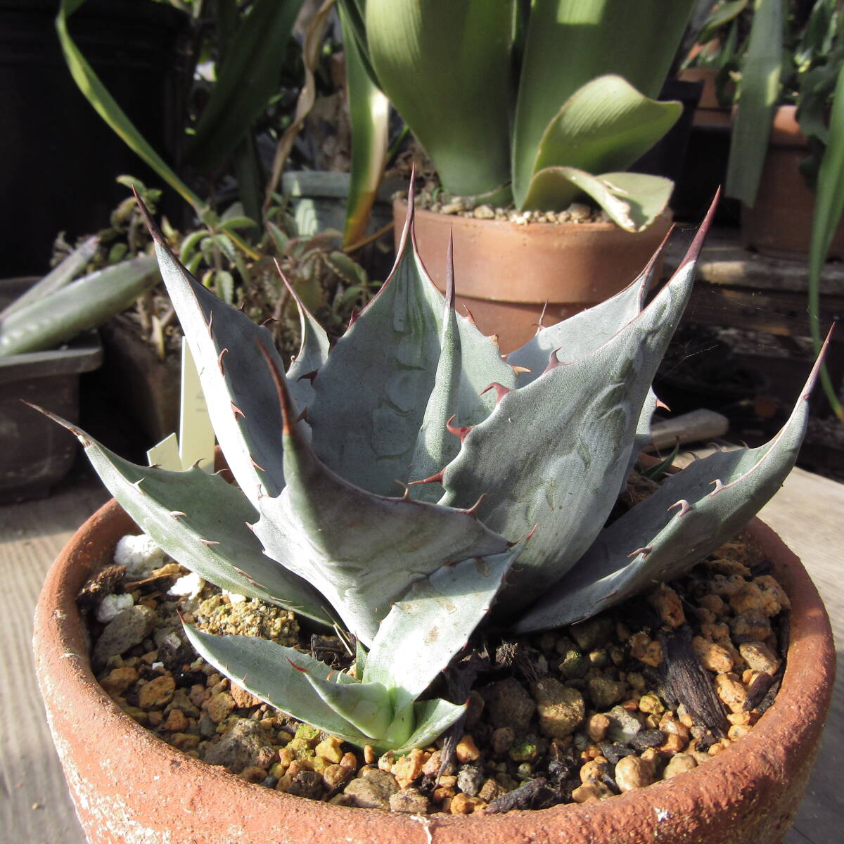 Yahoo!オークション -「パラサナ」の落札相場・落札価格