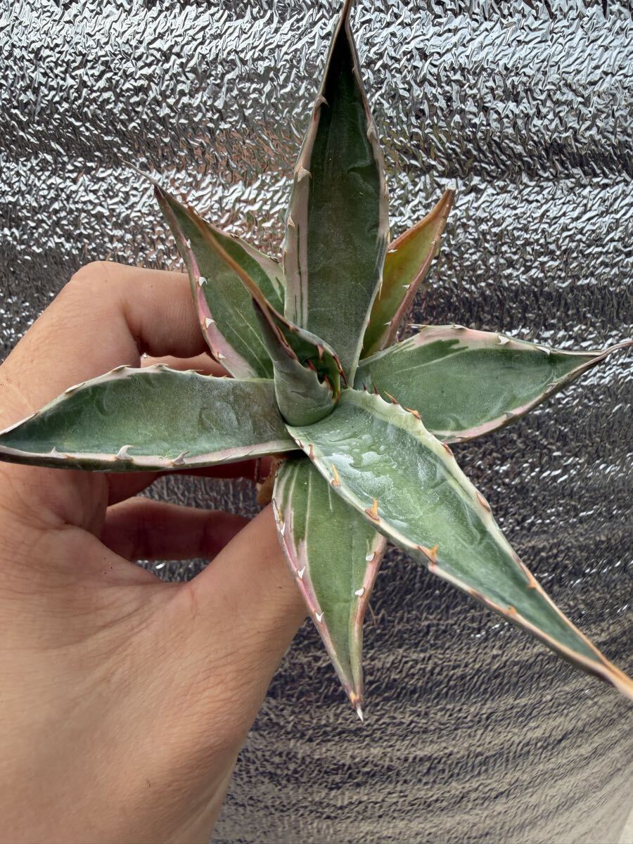 Yahoo!オークション -「アガベ モンタナ」の落札相場・落札価格