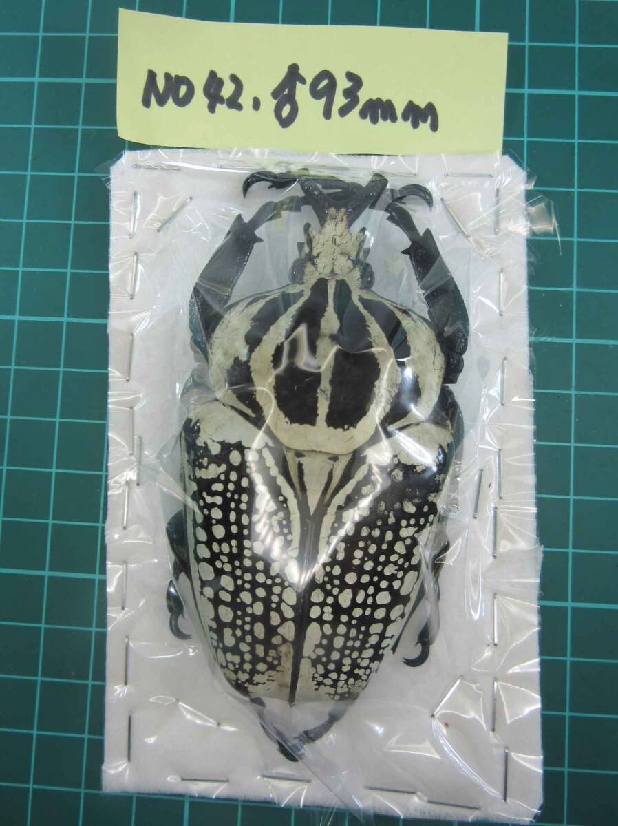 Yahoo!オークション -「ゴライアスハナムグリ」の落札相場・落札価格