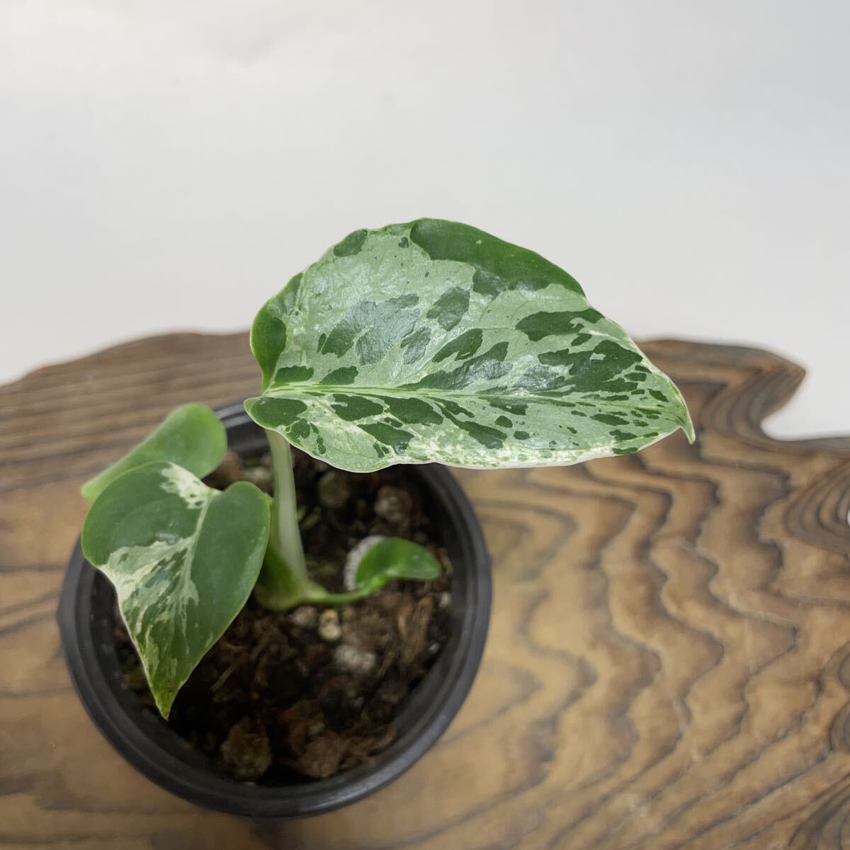 Yahoo!オークション -「モンステラ バルバソー」の落札相場・落札価格