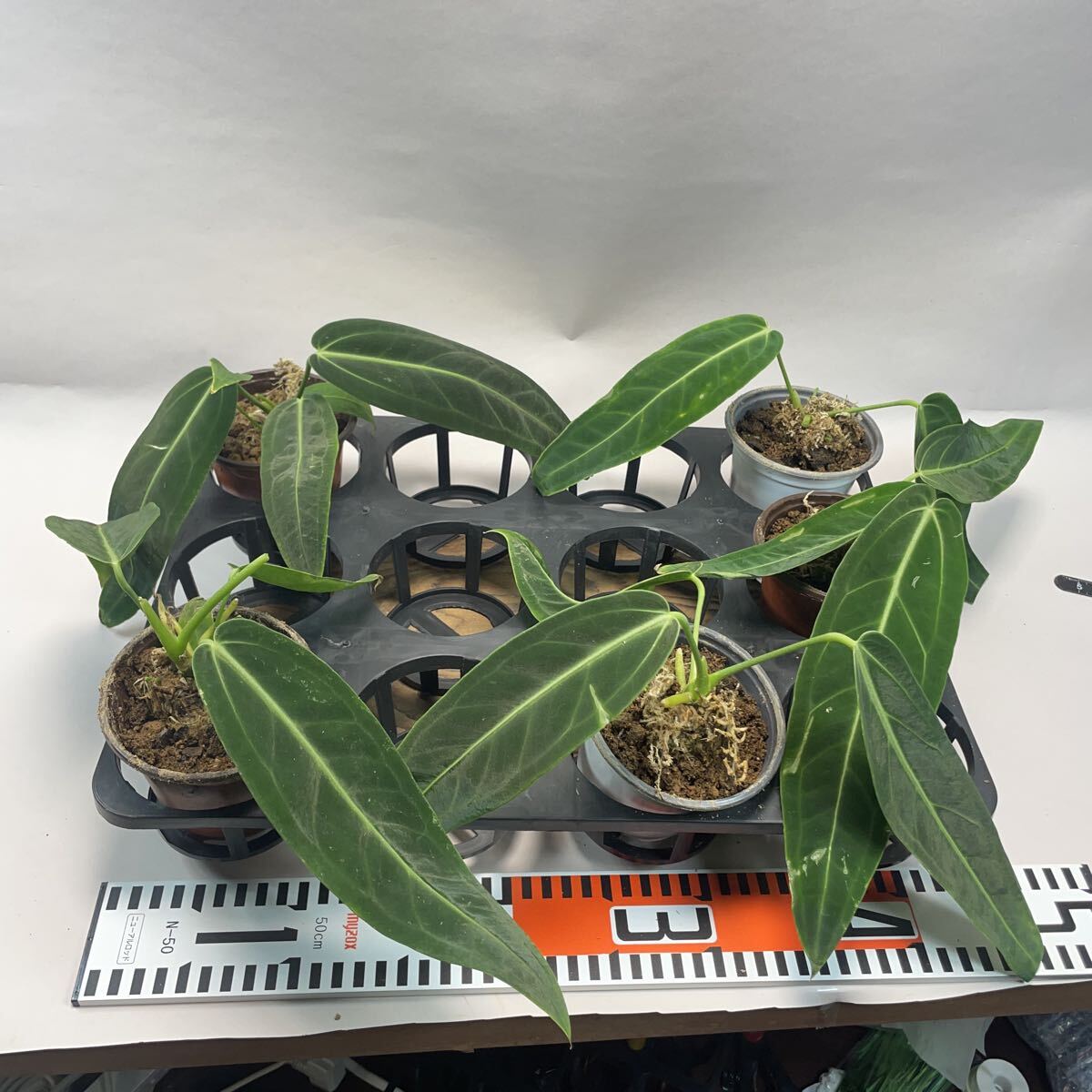 Yahoo!オークション -「アンスリウム ワロクアナム」の落札相場・落札価格