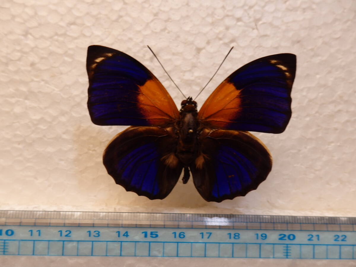 2026年最新】Yahoo!オークション -#アグリアスの中古品・新品・未使用