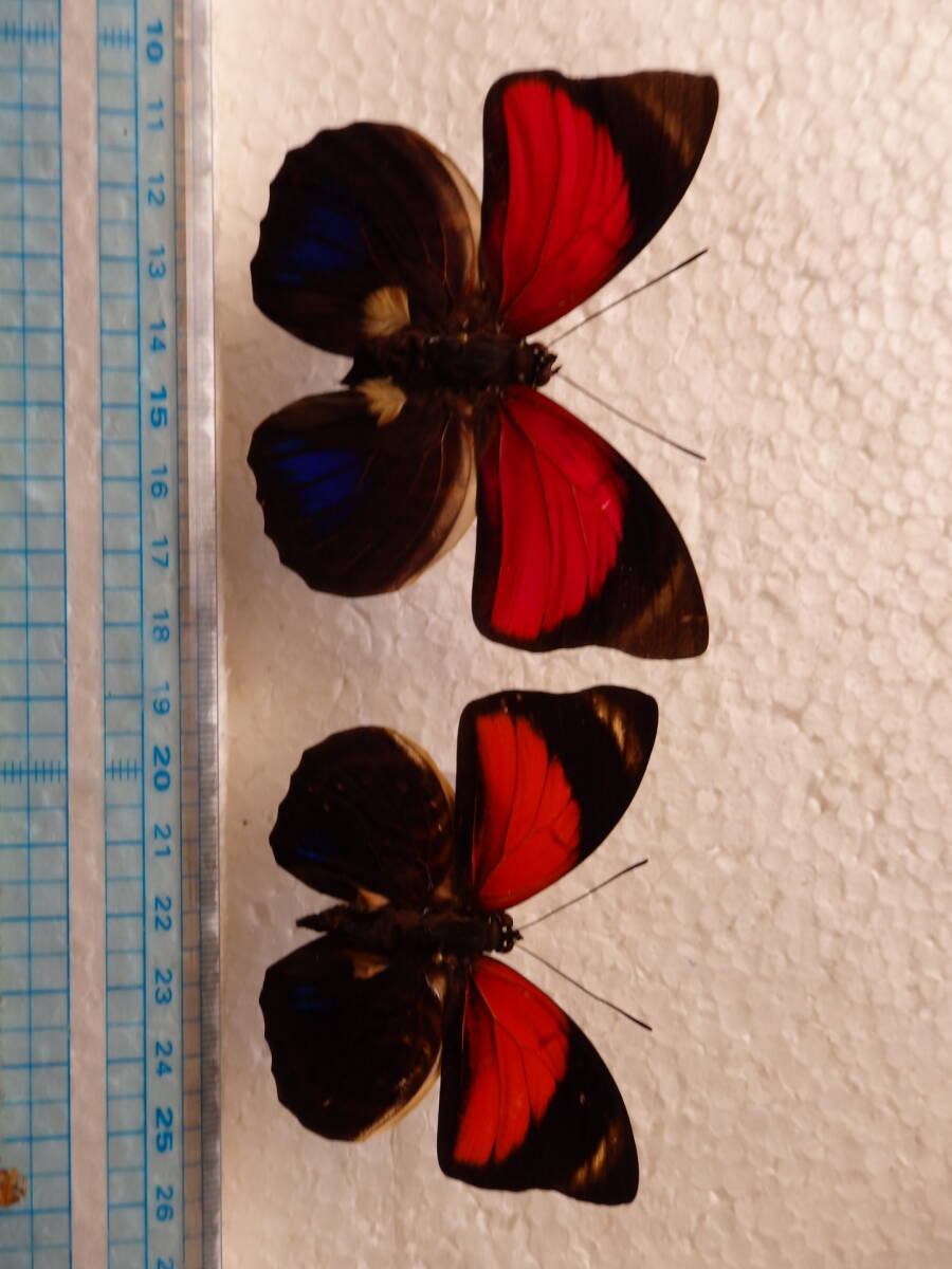 2026年最新】Yahoo!オークション -#アグリアスの中古品・新品・未使用