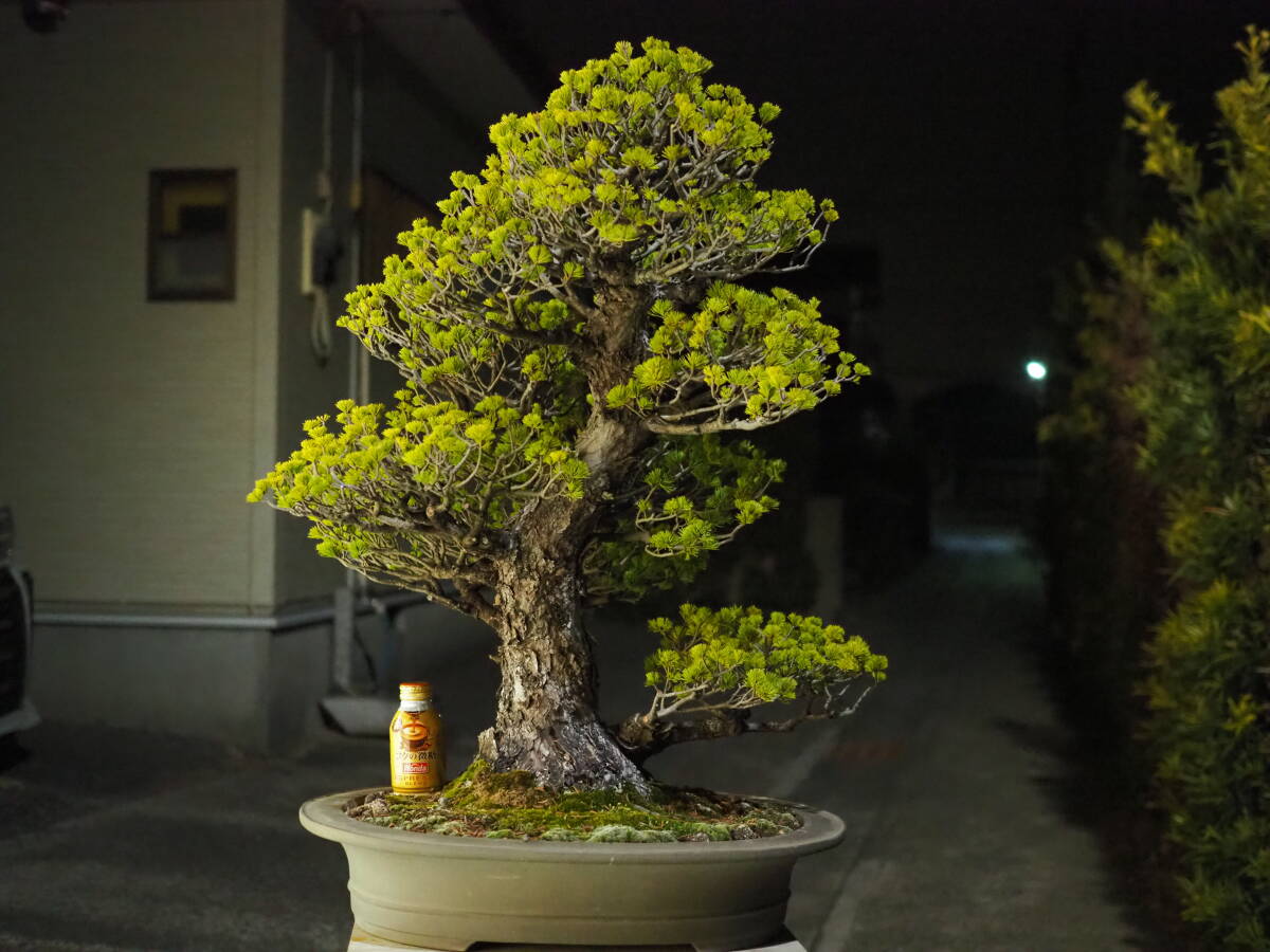 2026年最新】Yahoo!オークション -五葉松(花、園芸)の中古品・新品・未