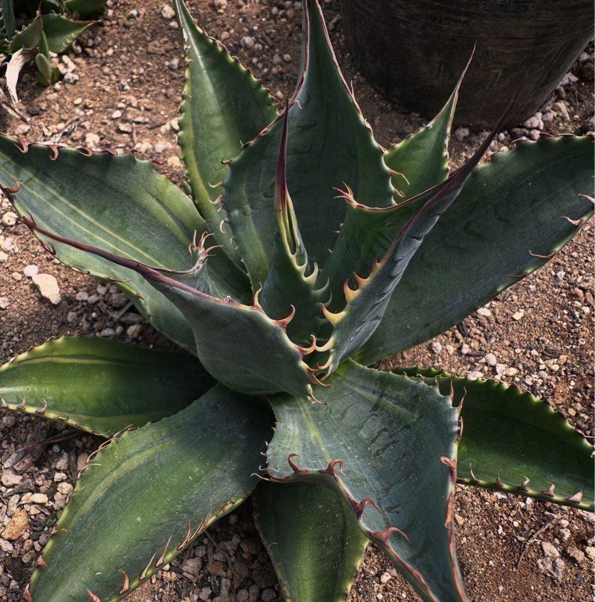 Yahoo!オークション -「アガベ・パラサナ」(アガベ) (観葉植物)の落札