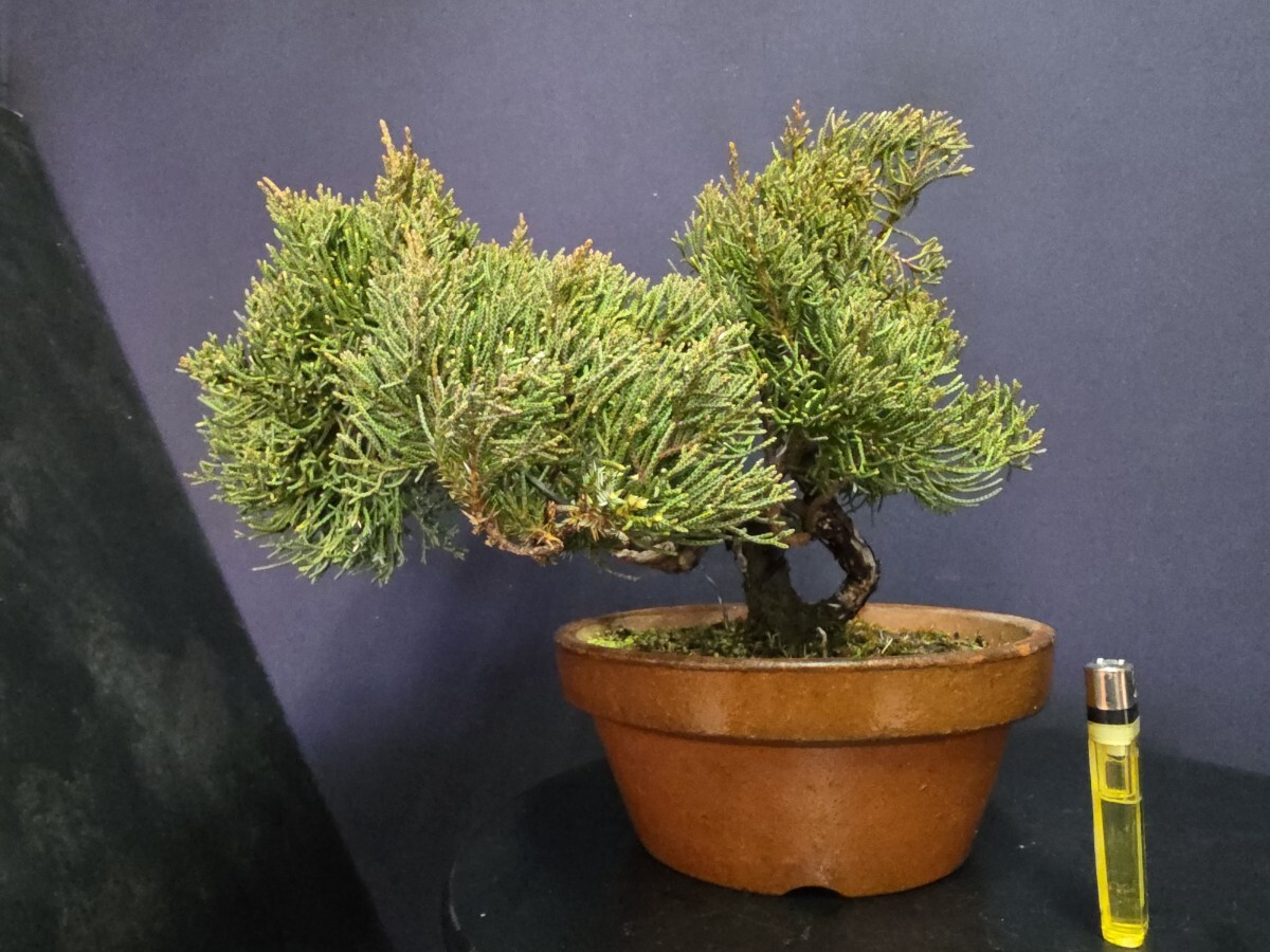 Yahoo!オークション -「盆栽 真柏」(盆栽) の落札相場・落札価格