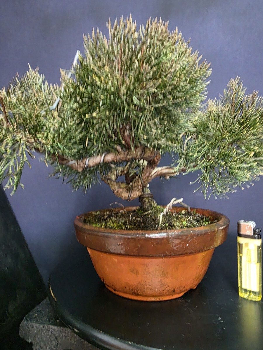 2026年最新】真柏(Juniperus)の盆栽ラインナップ - Yahoo!オークション