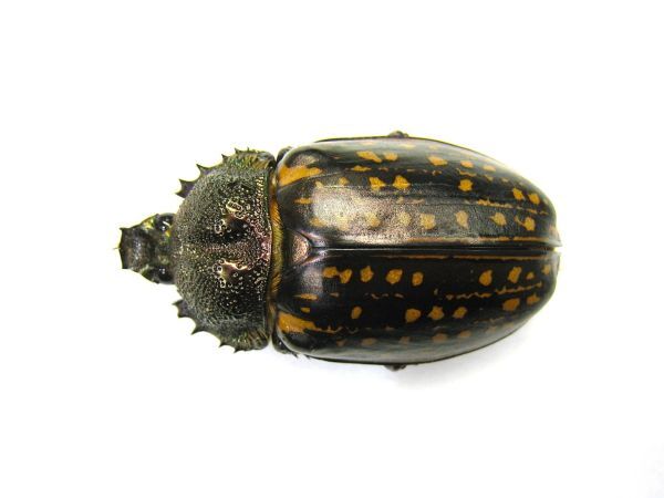 Yahoo!オークション -「テナガコガネ」(虫類) の落札相場・落札価格