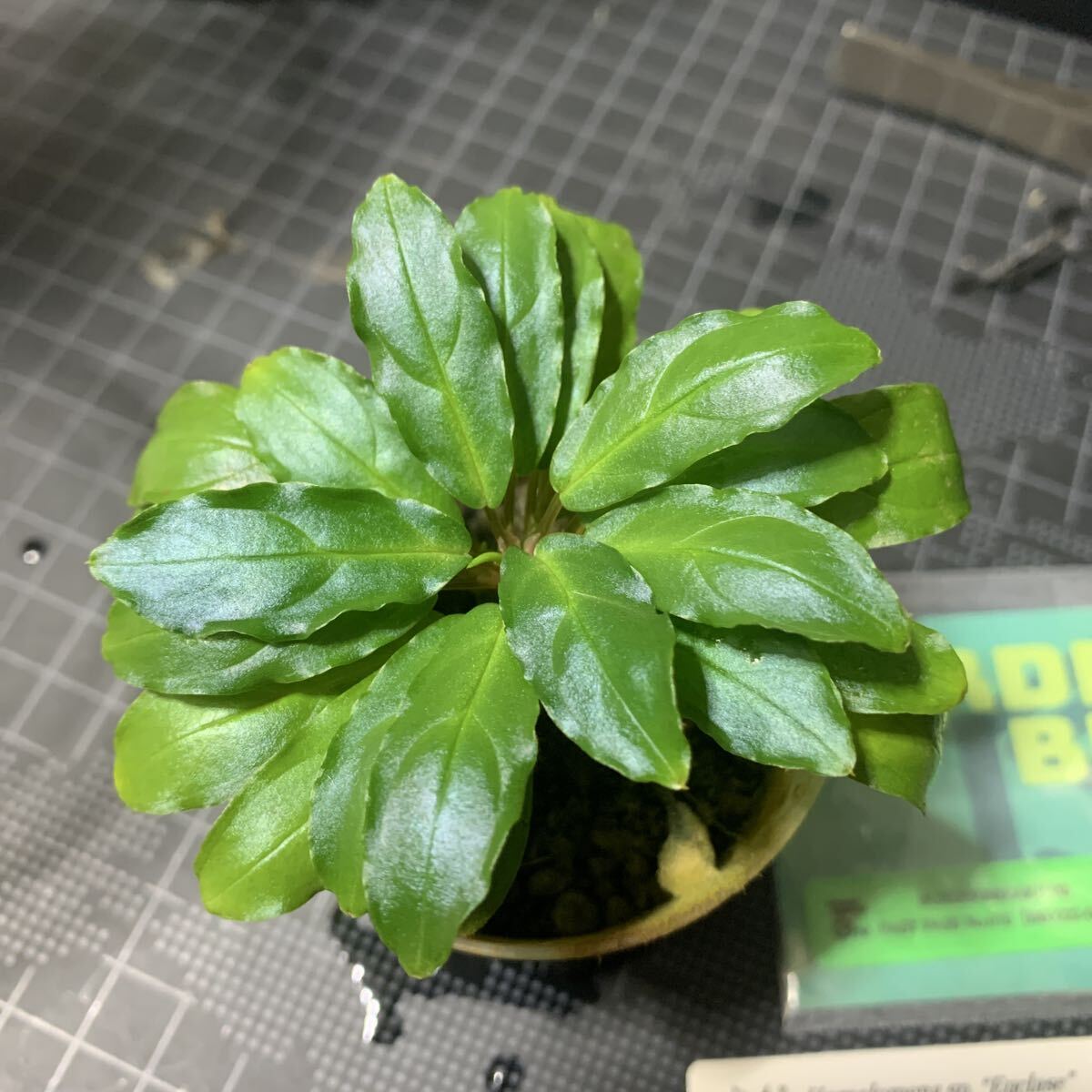 Yahoo!オークション -「ホマロメナ homalomena sp.」の落札相場・落札価格