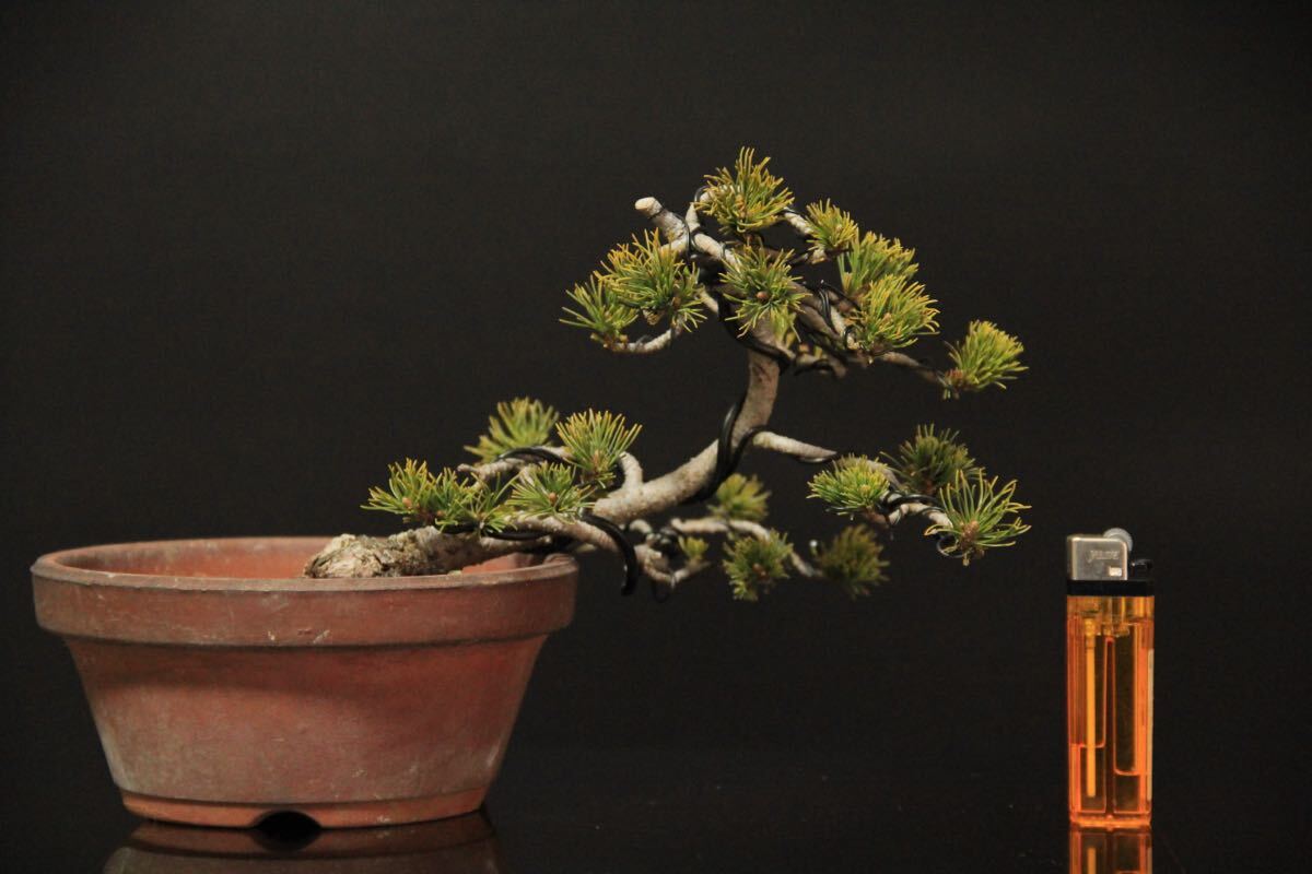 2026年最新】五葉松の盆栽で風情を楽しむ商品一覧 - Yahoo!オークション