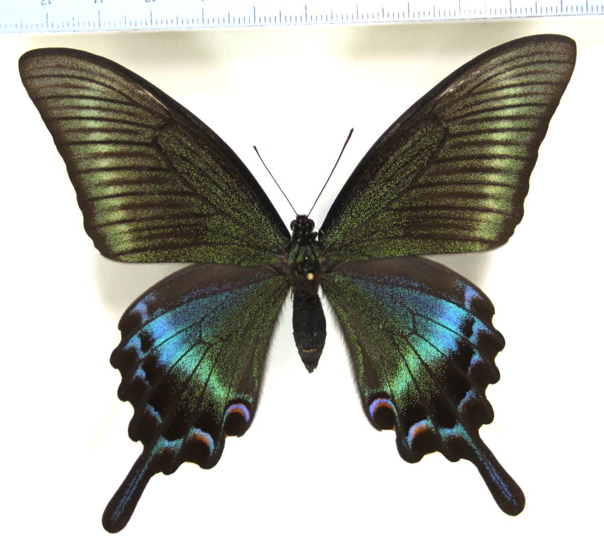 Yahoo!オークション -「カラスアゲハ」の落札相場・落札価格