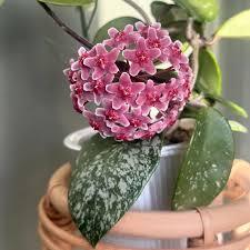 Yahoo!オークション -「サクララン」(その他) (観葉植物)の落札相場