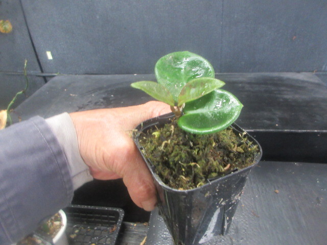 Yahoo!オークション -「サクララン」(その他) (観葉植物)の落札相場