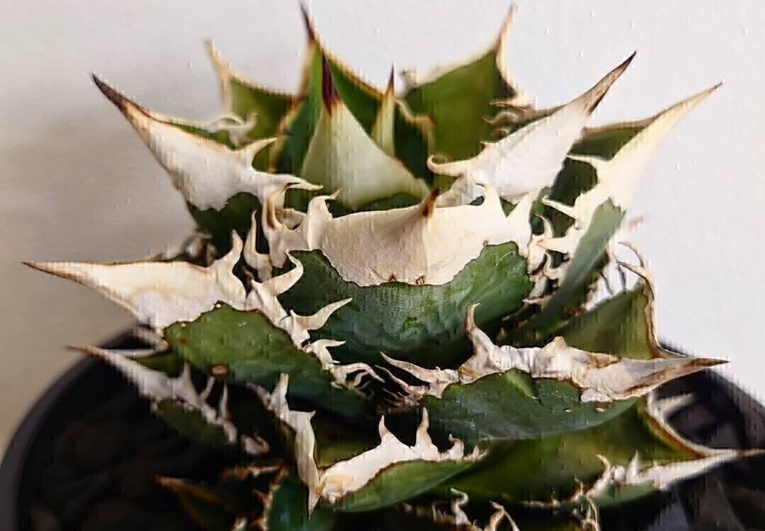 Yahoo!オークション -「アガベ チタノタ冰雹」の落札相場・落札価格