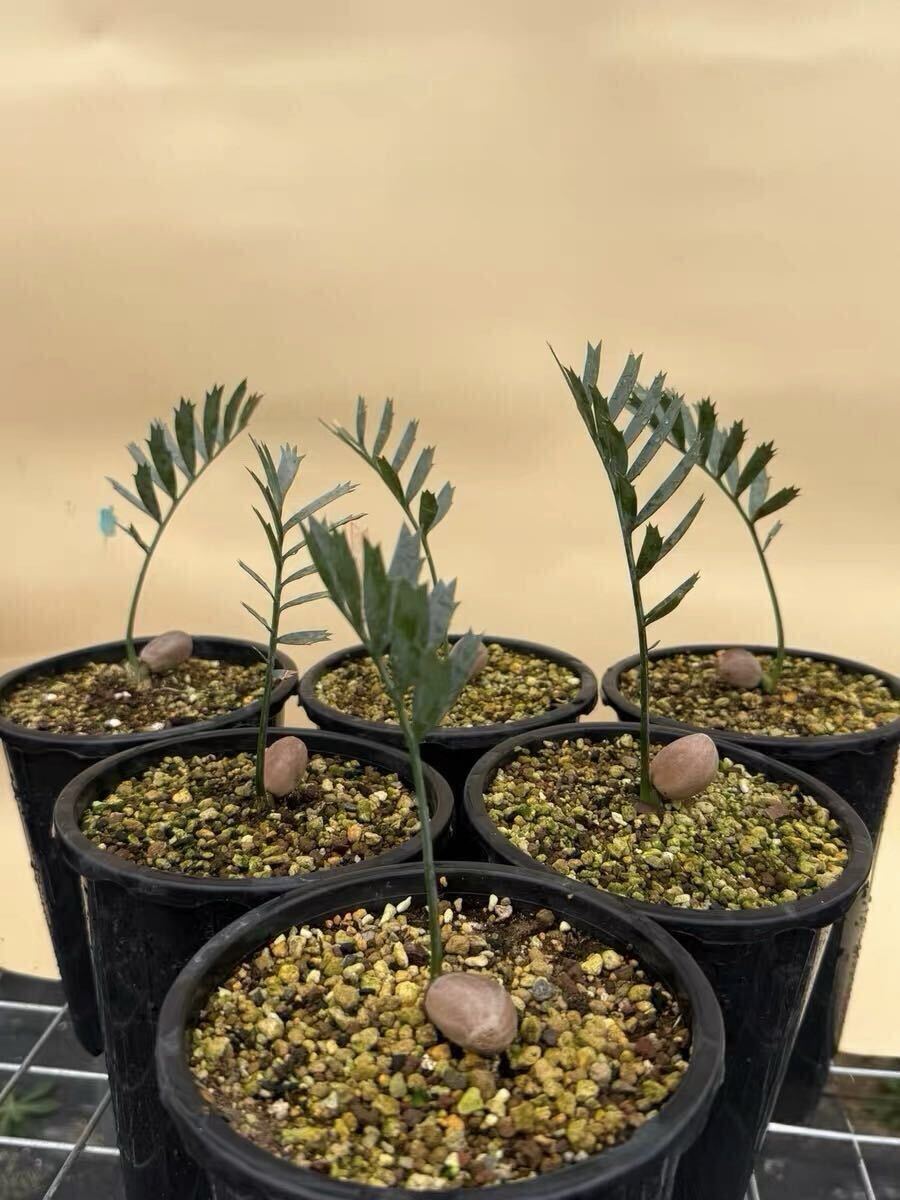 Yahoo!オークション -「エンセファラルトス」の落札相場・落札価格