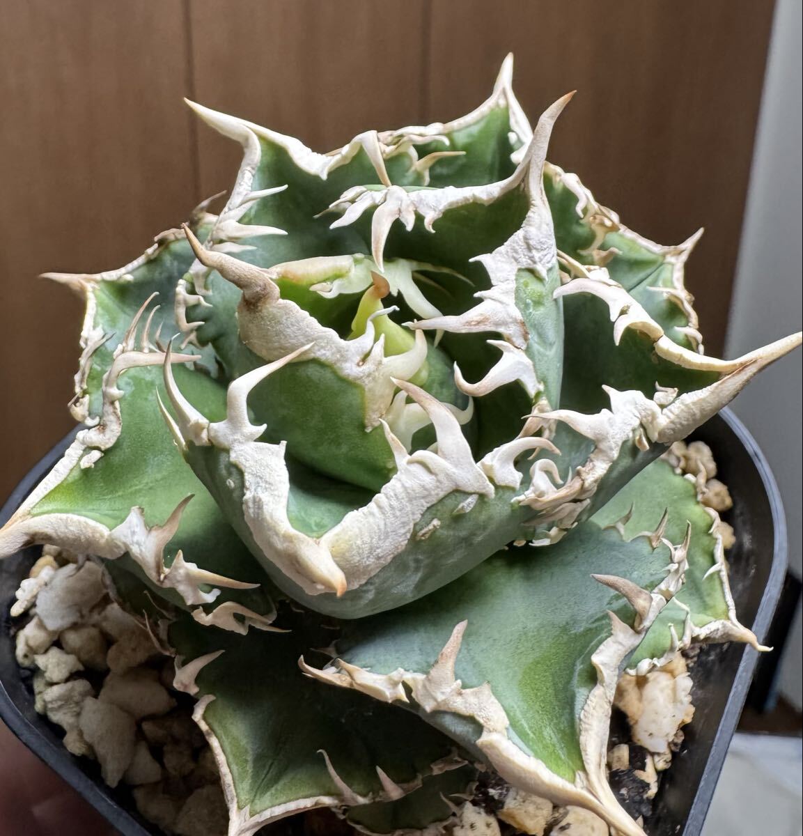 Yahoo!オークション -「アガベ チタノタ冰雹」の落札相場・落札価格