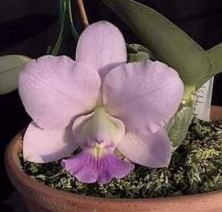 2026年最新】原種カトレアの商品一覧 - Yahoo!オークション