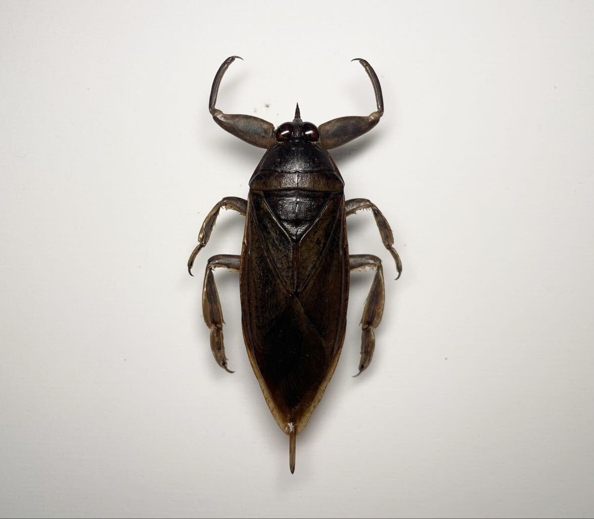 Yahoo!オークション -「タガメ標本」の落札相場・落札価格