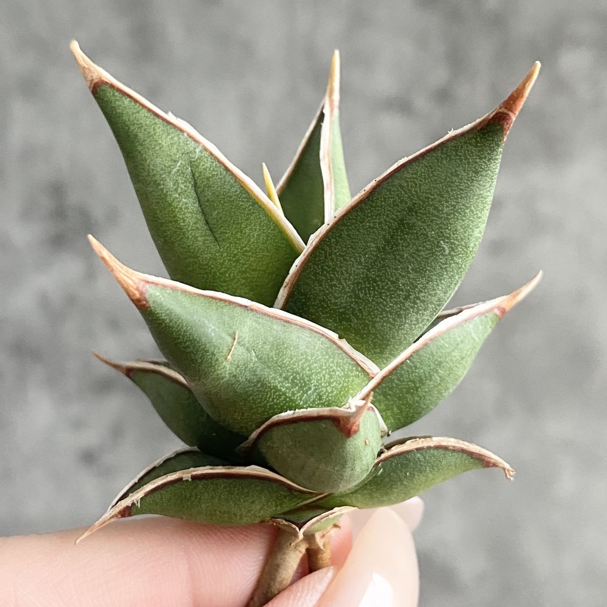 Yahoo!オークション -「サンスベリア ピングイキュラ」(観葉植物) の