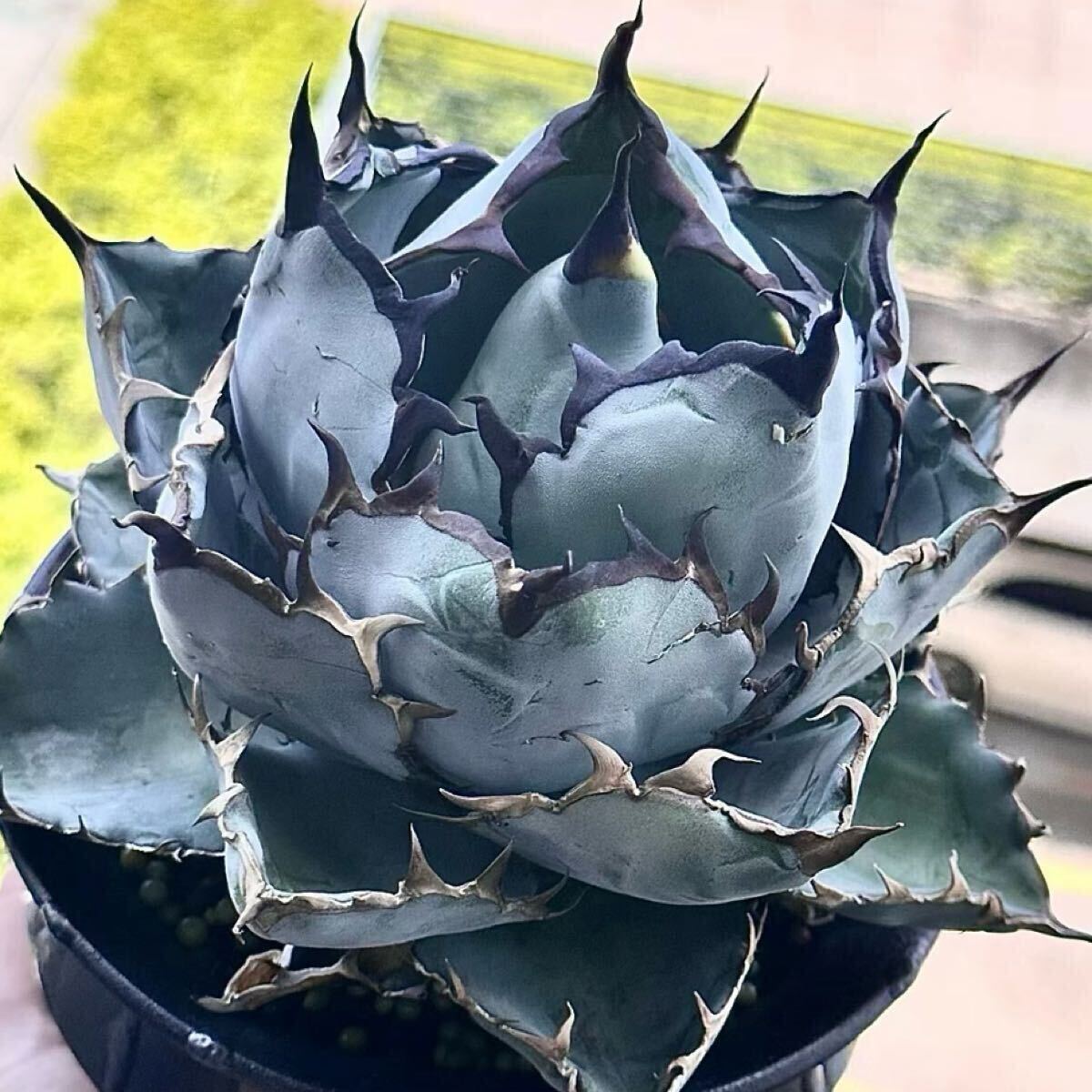 2026年最新】アガベ(Agave)のおすすめ商品一覧 - Yahoo!オークション