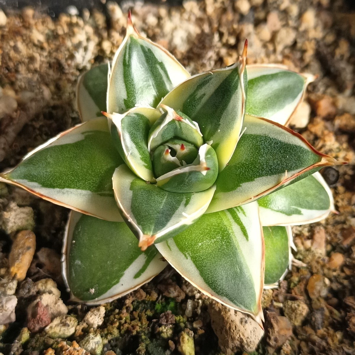 Yahoo!オークション -「王妃笹の雪a型」の落札相場・落札価格