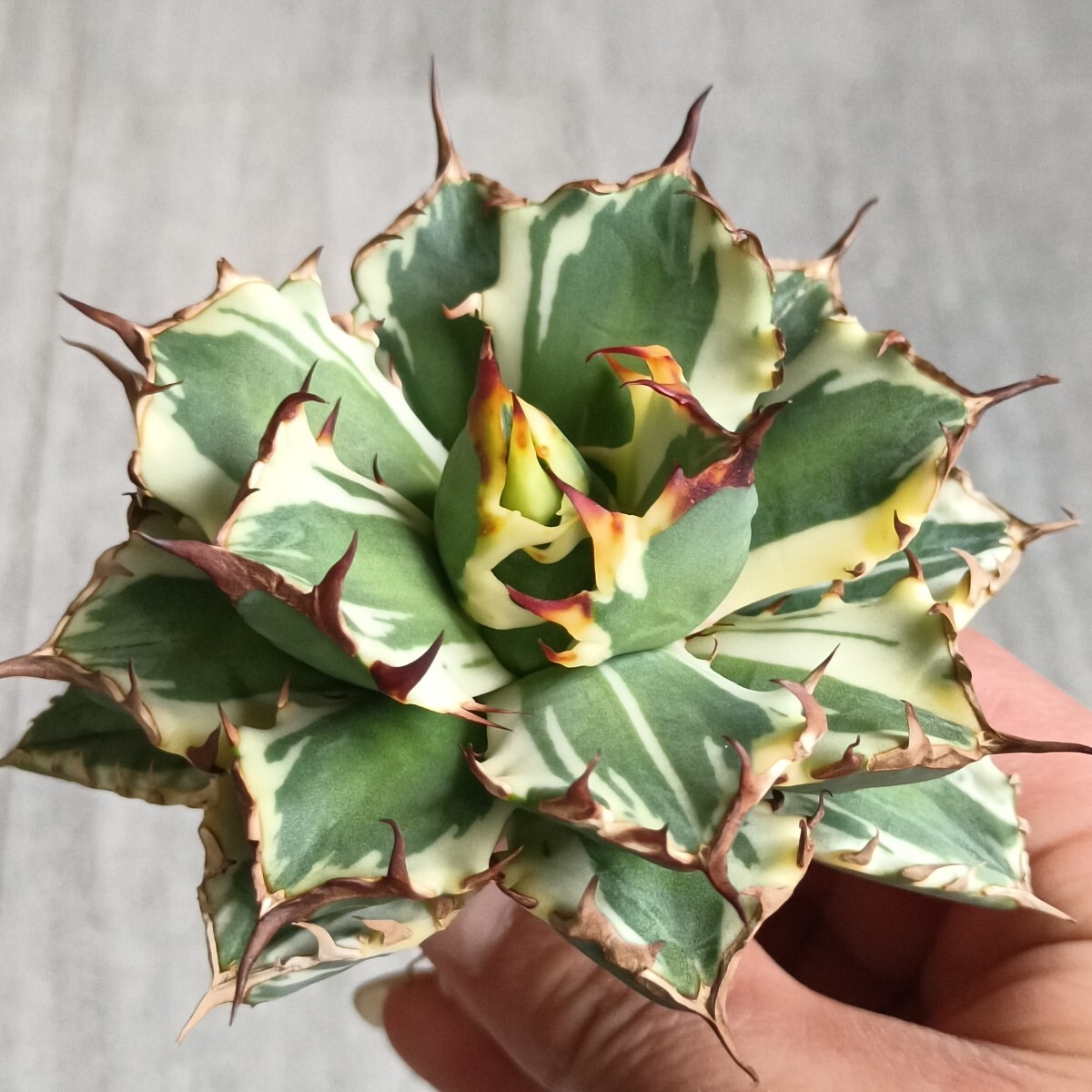 Yahoo!オークション -「アガベ チタノタ 姫厳竜」(アガベ) (観葉植物