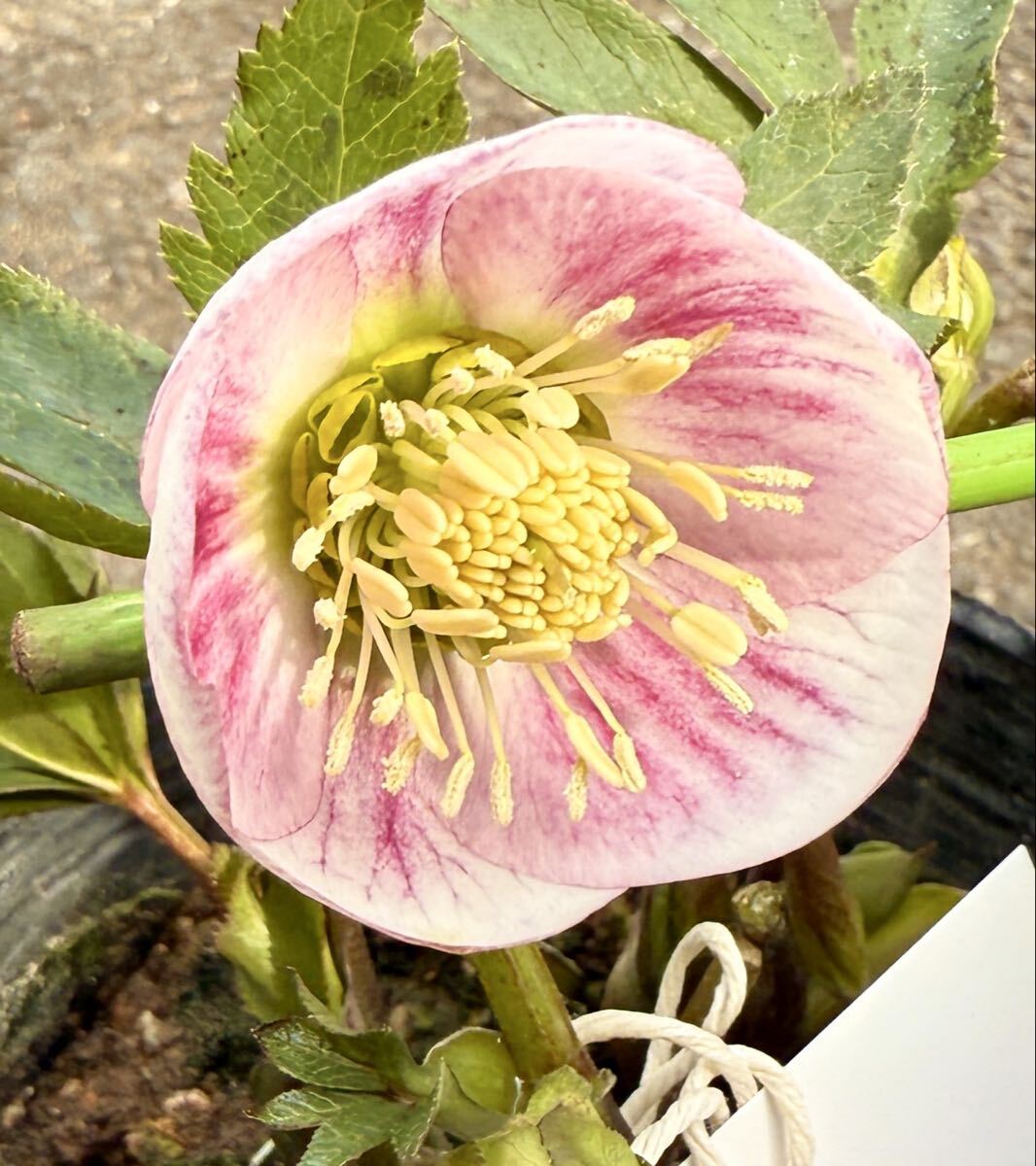 Yahoo!オークション -「希少ローズ」(花、園芸) の落札相場・落札価格