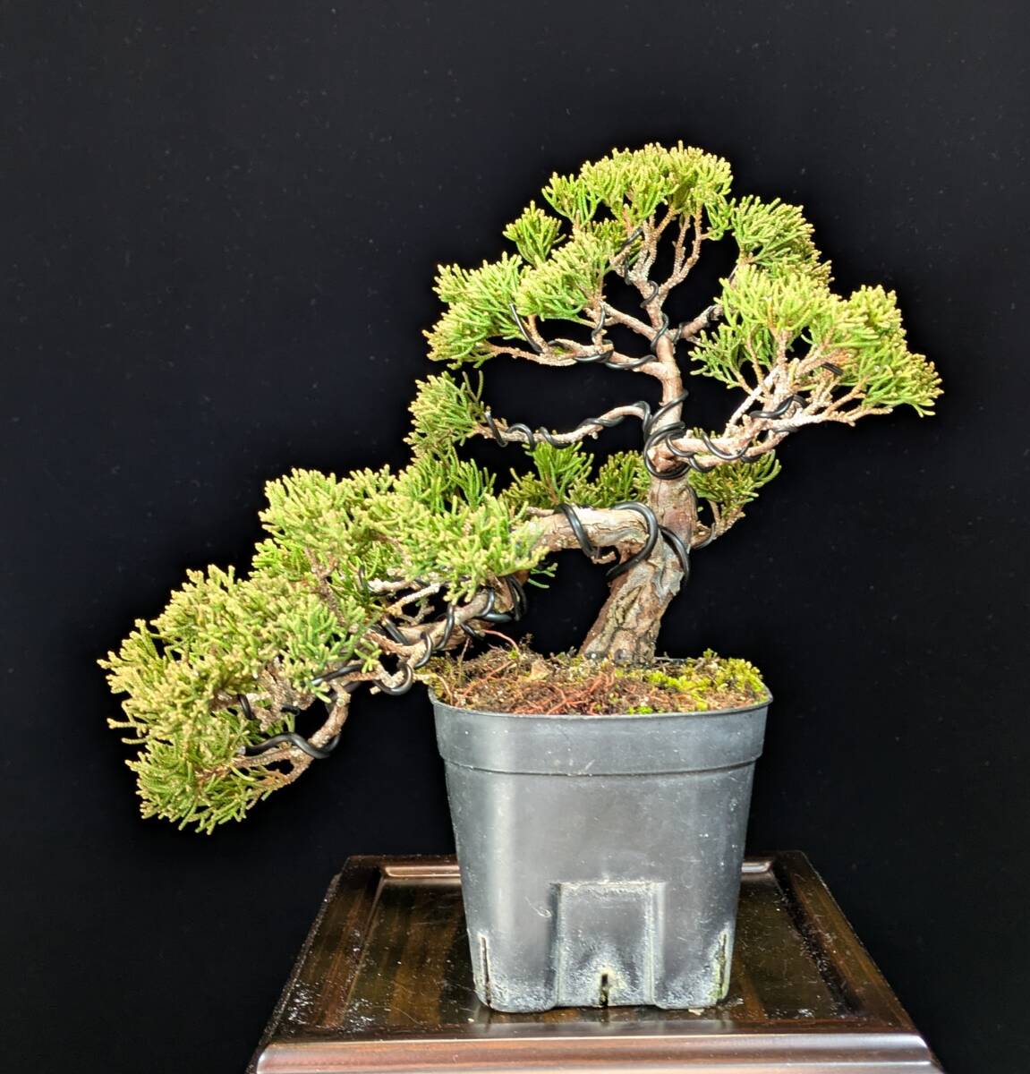 2026年最新】真柏盆栽の人気商品を見つけよう - Yahoo!オークション