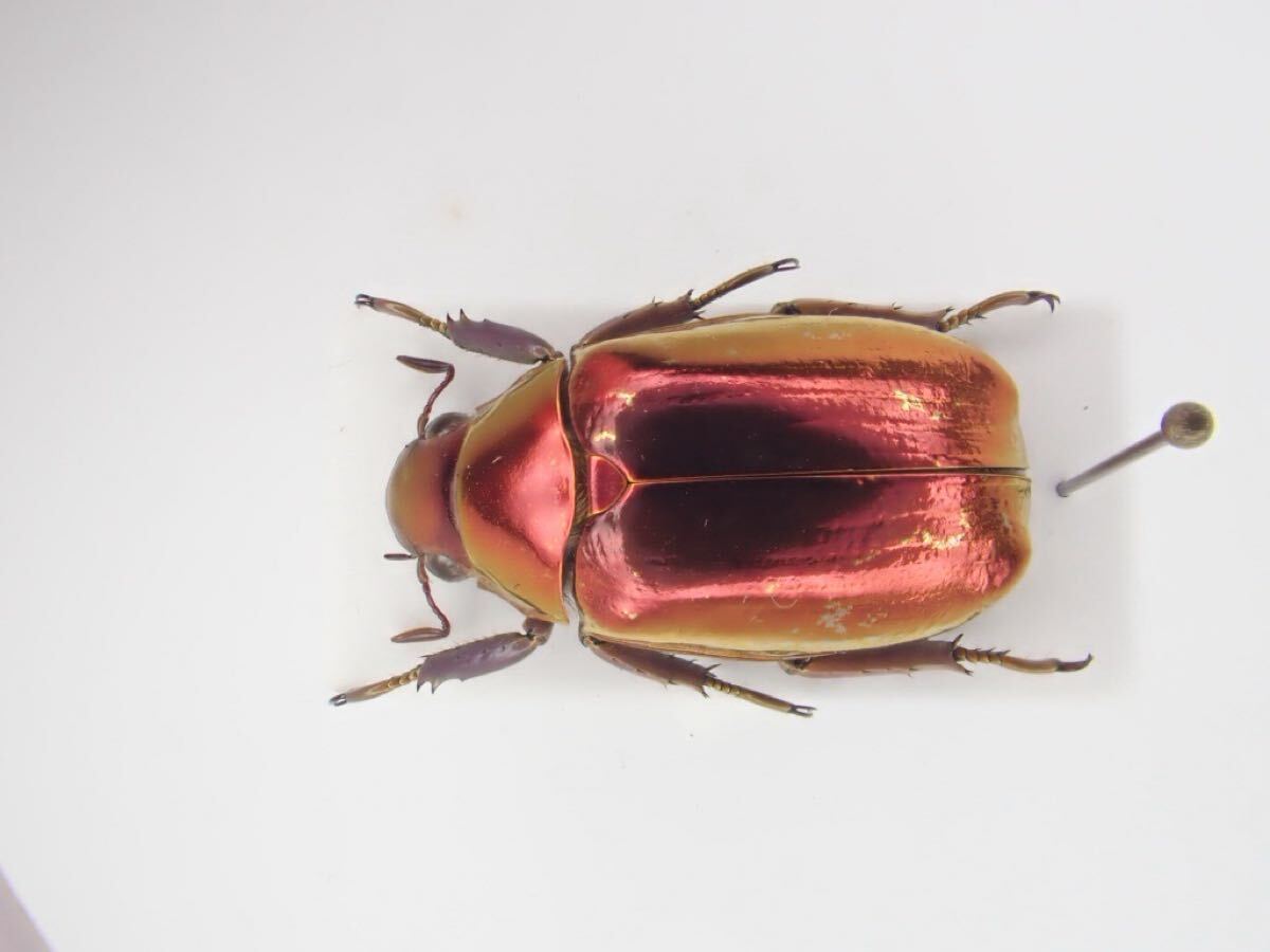 Yahoo!オークション -「プラチナコガネ標本」の落札相場・落札価格