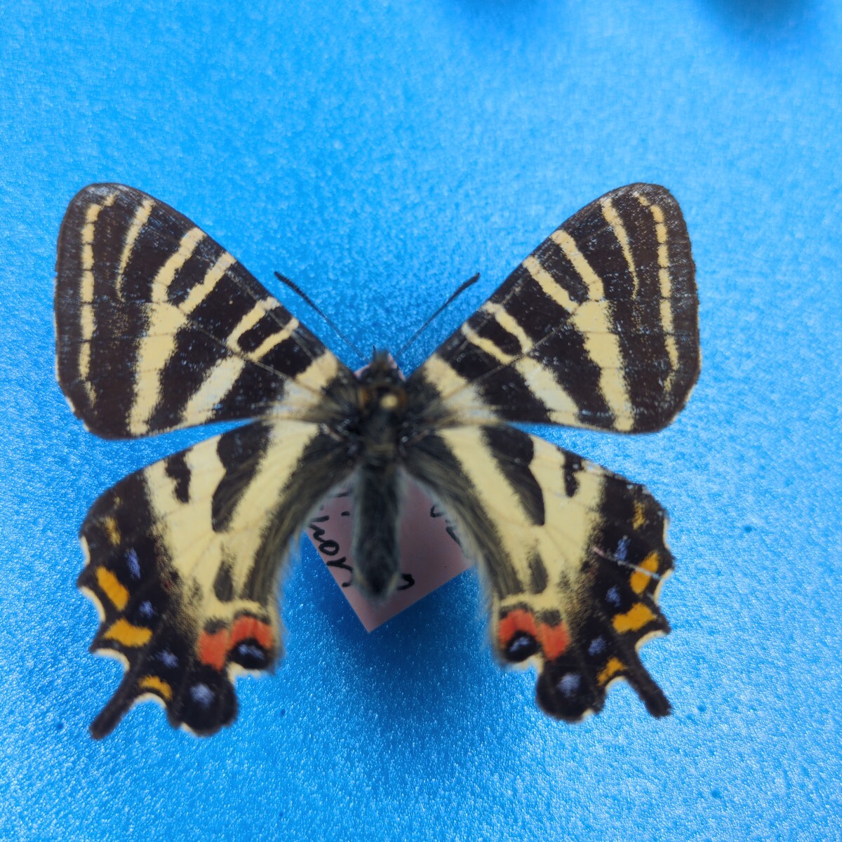 Yahoo!オークション -「蝶 標本」(その他) (虫類)の落札相場・落札価格