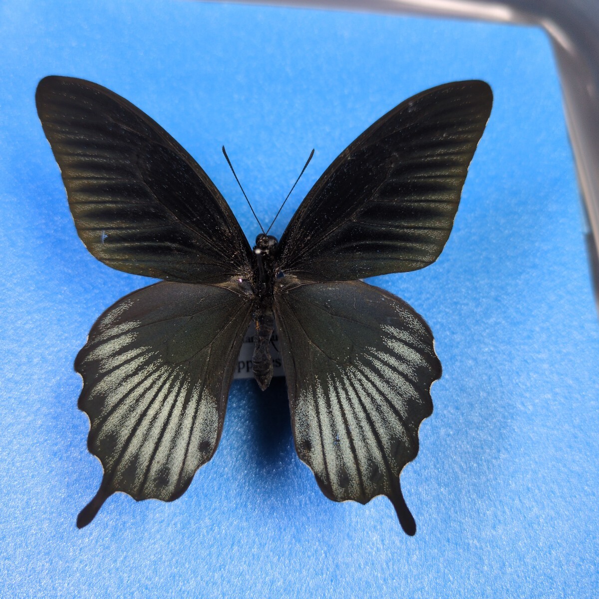 Yahoo!オークション - 外国産蝶標本 テングアゲハ A' 1Pair＋1♂裏