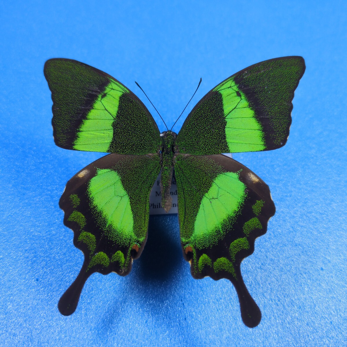 Yahoo!オークション - 外国産蝶標本 テングアゲハ A' 1Pair＋1♂裏