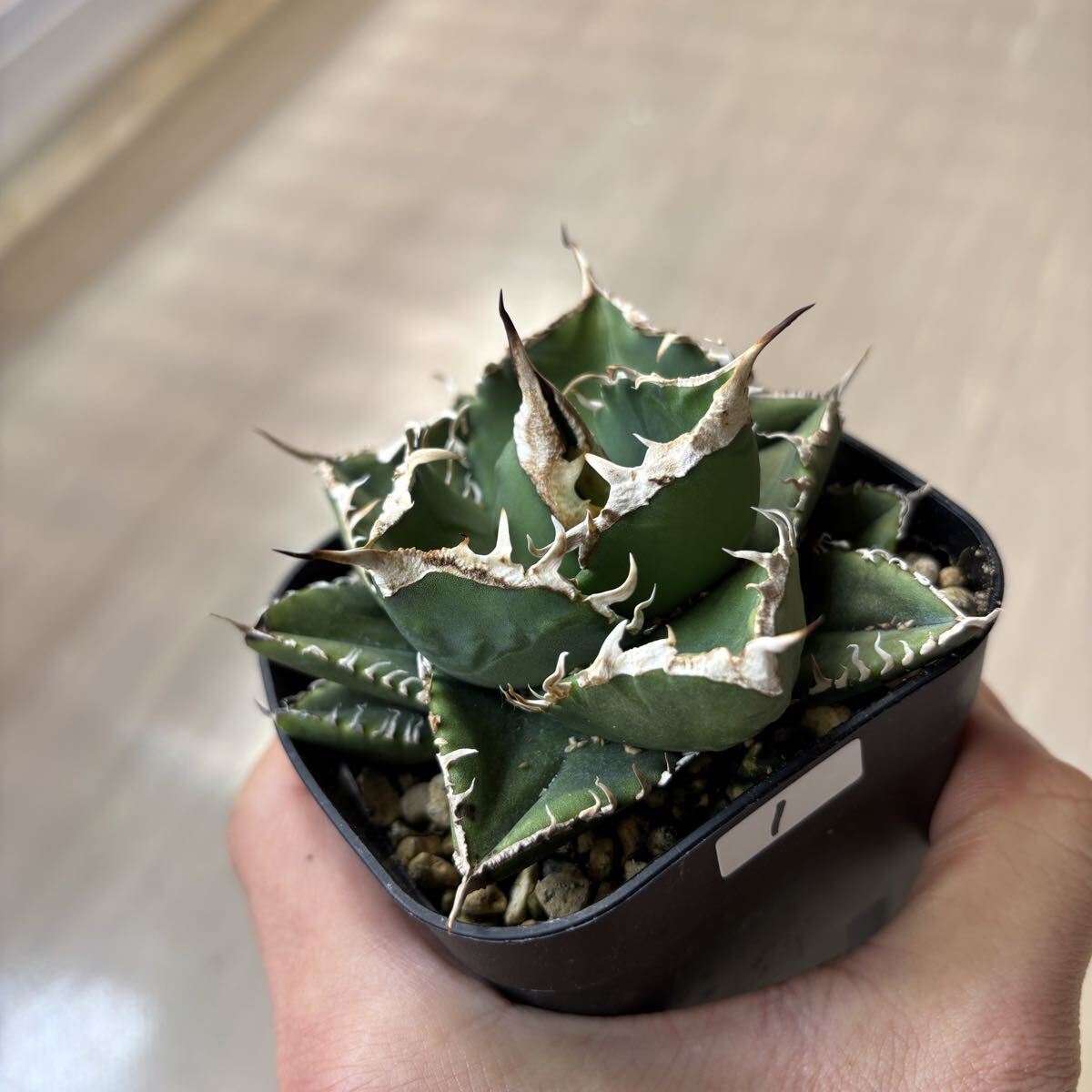 Yahoo!オークション -「アガベ シーザー」の落札相場・落札価格